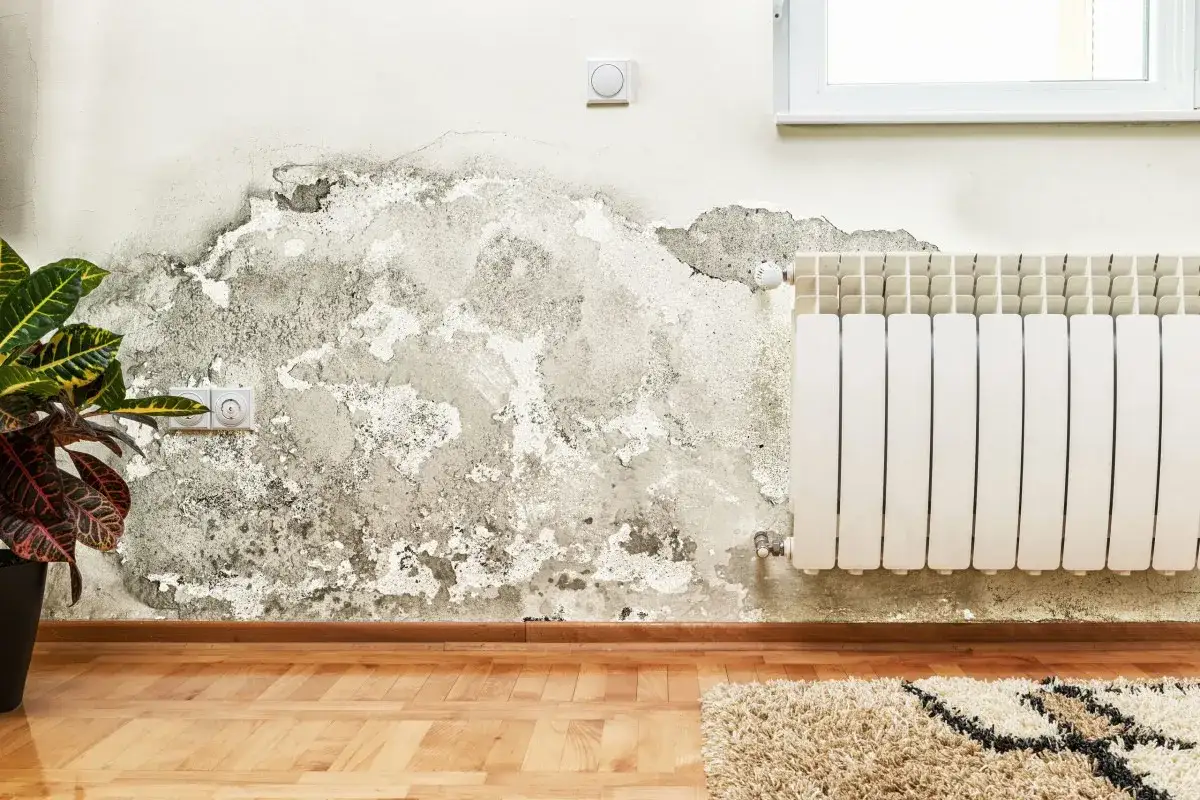 Muffa sul muro interno, vicino a una presa elettrica e a un termosifone. La pittura si stacca, rivelando l'intonaco danneggiato.